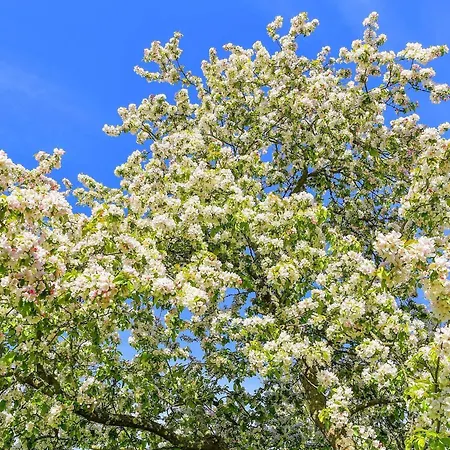 בית נופש 6 Person In Saeby-by Traum