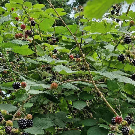 בית נופש 6 Person In Saeby-by Traum *