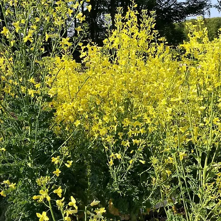 6 Person In Saeby-by Traum Sæby